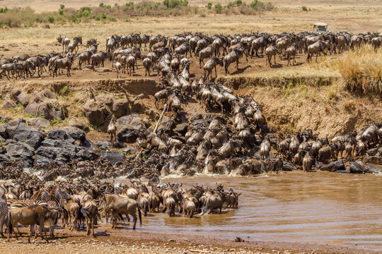 Herd Of Wildebeest Crossing Mara River