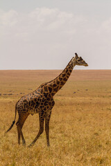giraffe in the wild