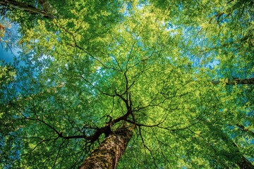 green leaves in the forest