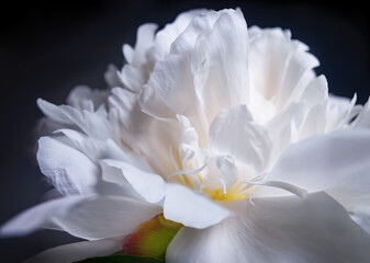 Fototapeta na wymiar Beautiful white peony petals on a dark background