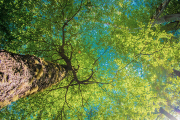 Fototapeta premium tree in the forest