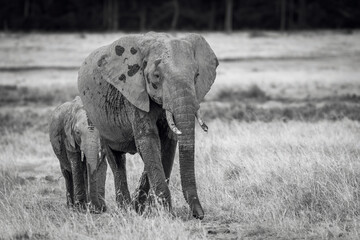 elephant in the wild