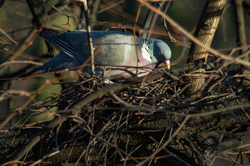 grzywacz buduje gniazdo 