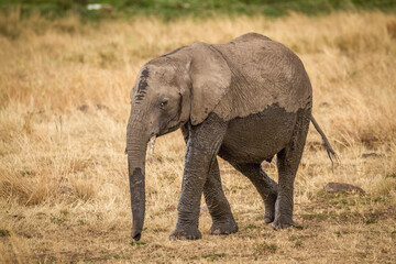 Naklejka na ściany i meble african elephant calf in the savannah