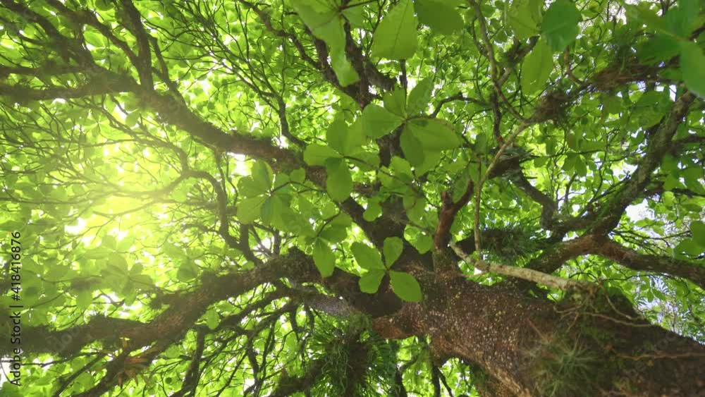 Poster Bottom up view green tree in mexican rainforest. Camera moves along the trunk of tropical tree in jungle