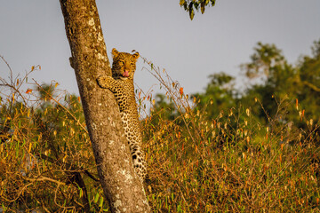 leopard climbing a tree