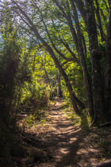 Obraz premium path in the forest