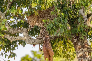 Fototapeten Leopard im Baum © Patrick