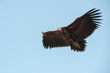 A Vulture seen on a safari in South Africa