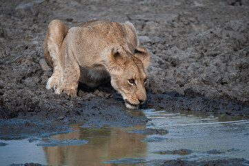 A female lion seen on a safari in South Africa