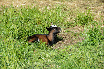 A goat lamb in the meadow