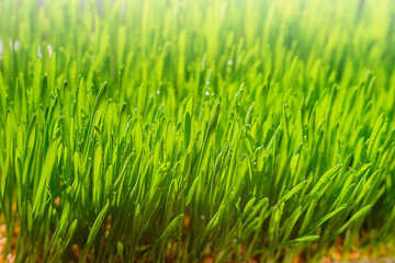 Fototapeta na wymiar Spring time period. Green grass with morning dew