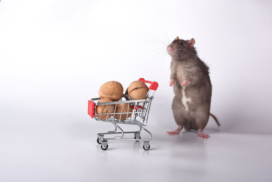 Rat to the supermarket to buy food for the stock