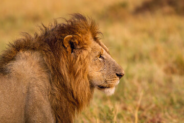 male lion in the wild