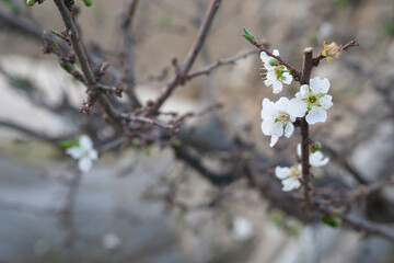 plum blossom on the tree