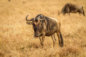 wildebeest in the savannah