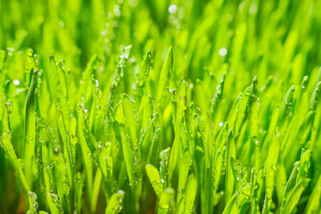 Naklejka na ściany i meble Spring time period. Green grass with morning dew
