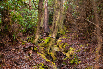 Cragside Northumberland