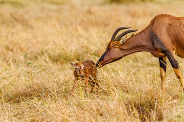 new born topi antelope in the wild