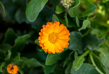 fresh spring wild flowers background. nature and flower concept.