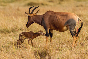 Naklejka na ściany i meble new born topi antelope in the wild