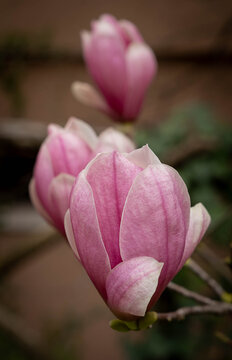 Pink spring flowers of Soulange magnolia in Rome, Italy