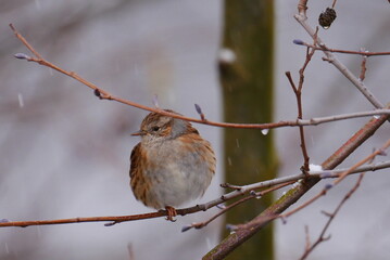 Dunnock sits on a branch during snowfall in winter and looks to the side