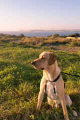 Young labrador watching the sunset in Malta
