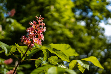 Small pink flower on branch of small bush in park