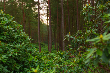 Cragside Northumberland