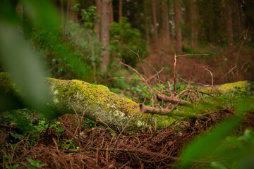 Cragside Northumberland