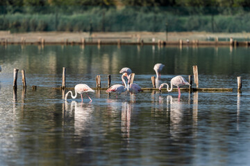 Pink Flamingo on the salt lake in an early winter morning, Atlit, Israel. 