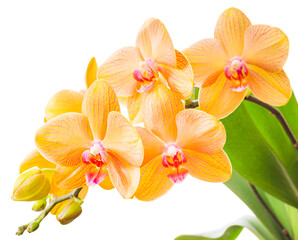 orange, yellow and pink stripy phalaenopsis orchid isolated on white