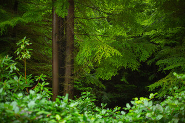 Fototapeta premium Cragside Northumberland