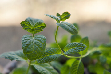 Mint Plant