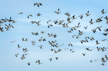 Migrating Snow Geese Flying Over the Skagit Valley, Washington. Thousands of birds flying overhead in a beautiful winter sky in the Pacific Northwest.