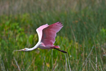 USA, Florida, Sarasota, Celery Fields, Roseate Spoonbill, Flying