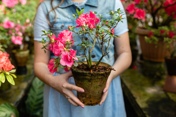 Woman Hold Potting Green Leaves and Red Buds Flower Closeup Photography. Blooming Azalea Flowering Plants. Herbal Growing Plant Horizontal Photo