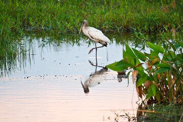USA, Florida, Sarasota, Celery Fields, Wood Stork