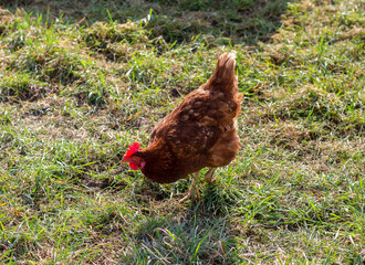 Chicken grazing