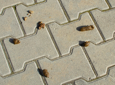 Dog feces dry on the ground street. dog on floor, Dog shit on the street, Concept of picking up dog waste shit, cleaning city urban environment.
