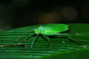 Faune du Costa Rica en Amérique Centrale