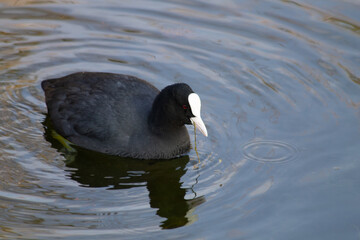 Coot swimming/eating weed 