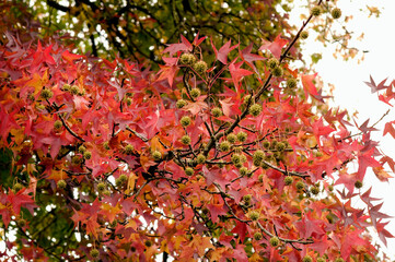 liquidambar styraciflua copalme d'amérique