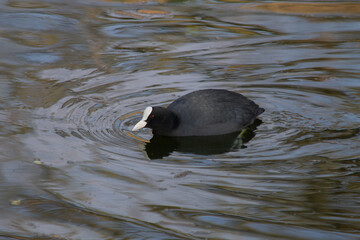 Coot swimming in a lake
