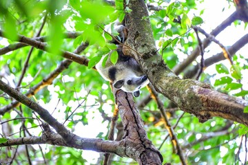 Fototapeta premium Faune du Costa Rica en Amérique Centrale