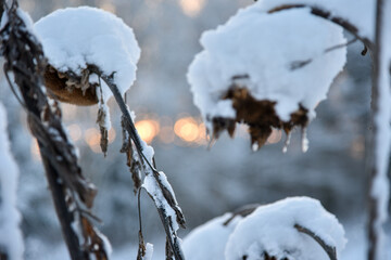 Winter in the garden, dried sunflower heads covered with snow, sunrise on background.