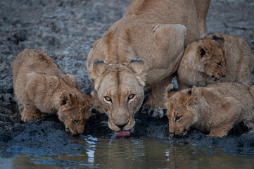 A female Lion and her cubs seen on a safari in South Africa