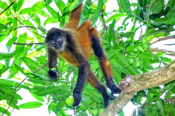 Faune du Costa Rica en Amérique Centrale