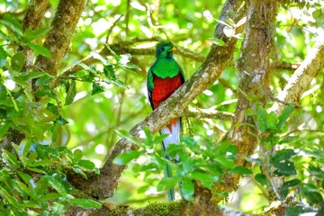 Faune du Costa Rica en Amérique Centrale